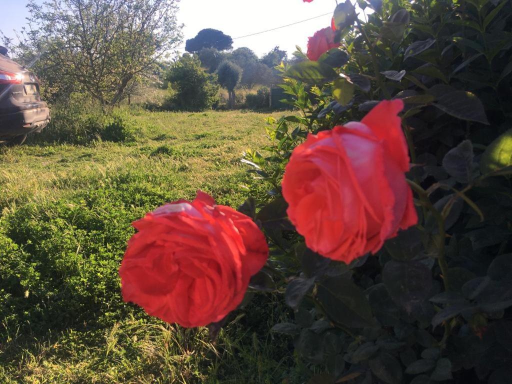 Quinta Das Teimosas By Stay In Alentejo Cercal do Alentejo Εξωτερικό φωτογραφία